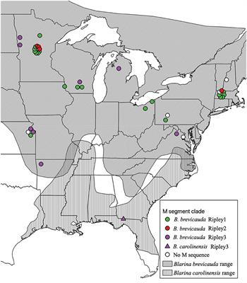 Reassortment Between Divergent Strains of Camp Ripley Virus (Hantaviridae) in the Northern Short-Tailed Shrew (Blarina brevicauda)